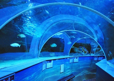 Sir David speaks in favour of animal welfare and the re-opening of zoos, aquariums and wildlife sanctuaries 